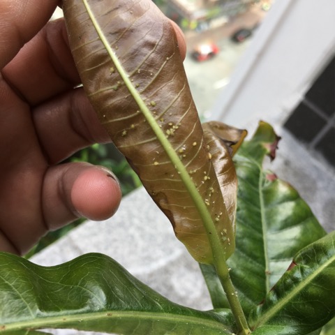 圖檔