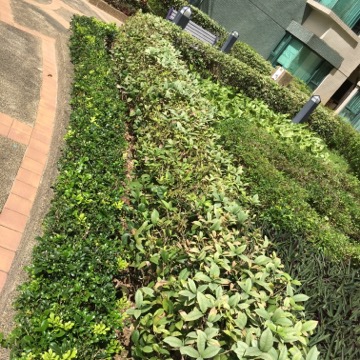 圖檔