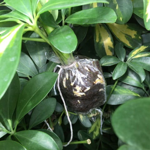 圖檔
