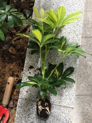 圖檔