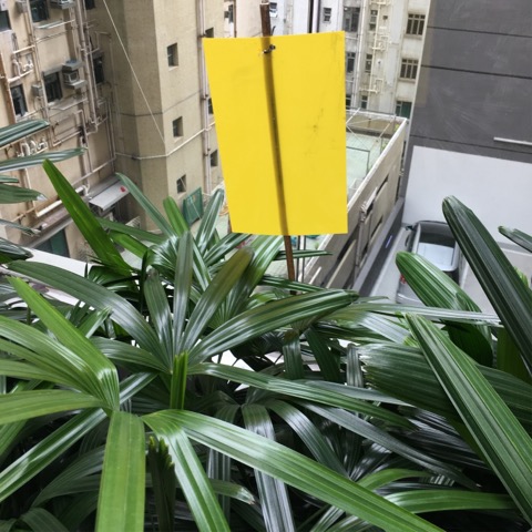 圖檔