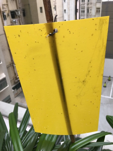 圖檔