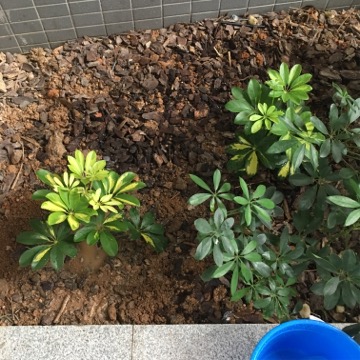 圖檔