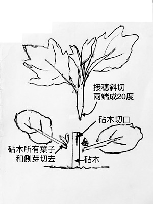 1E1CD0E5-F198-4704-8FCA-5C656F34E06F.jpeg